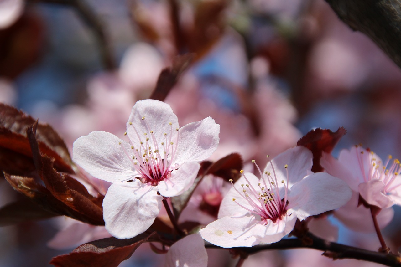 Image - blossom bloom blood plum tree