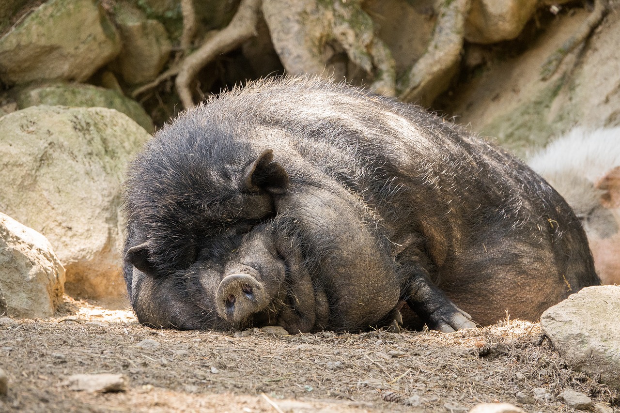 Image - pot bellied pig pig fat tired