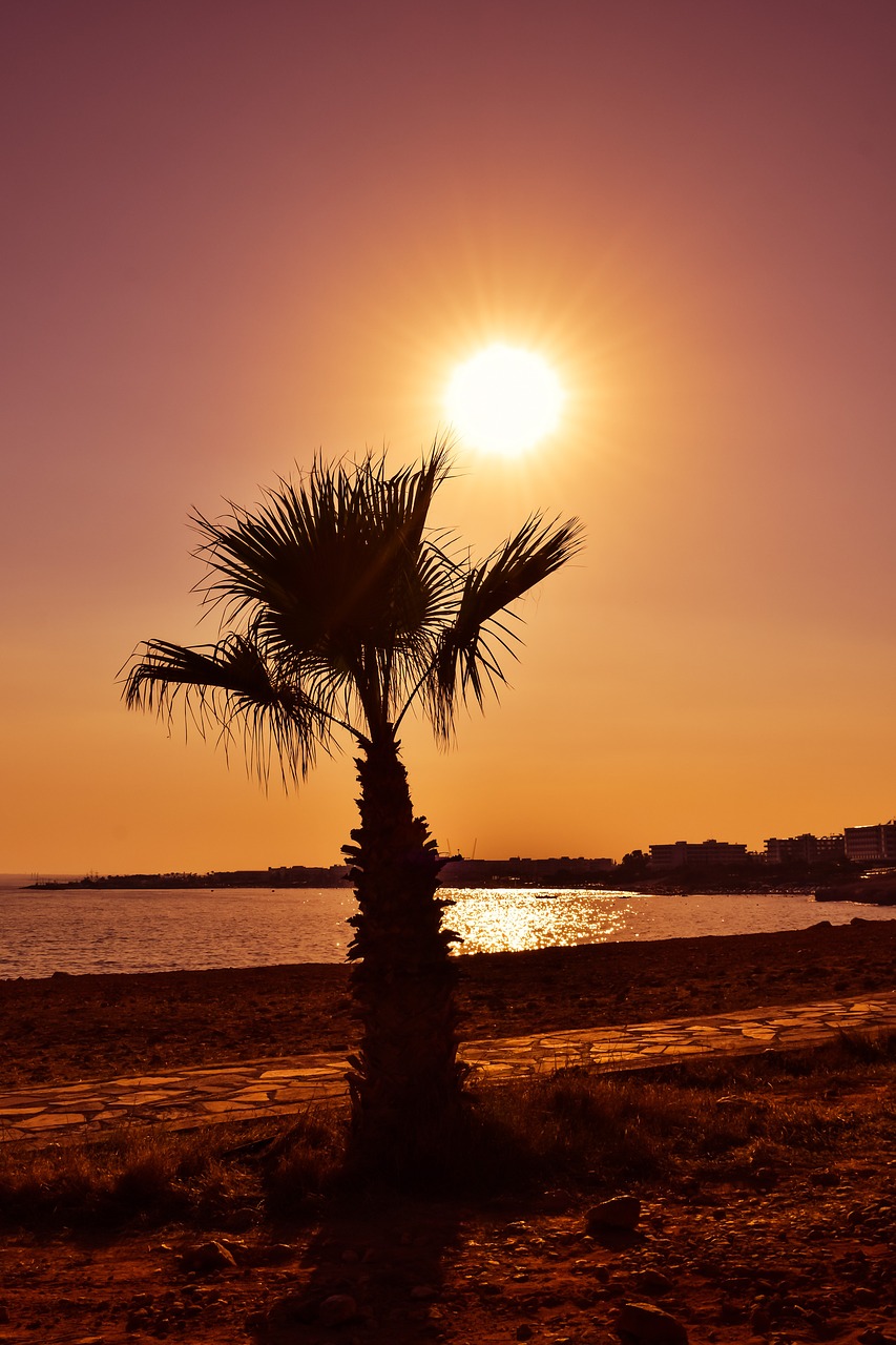 Image - palm sunset sun silhouette scenery