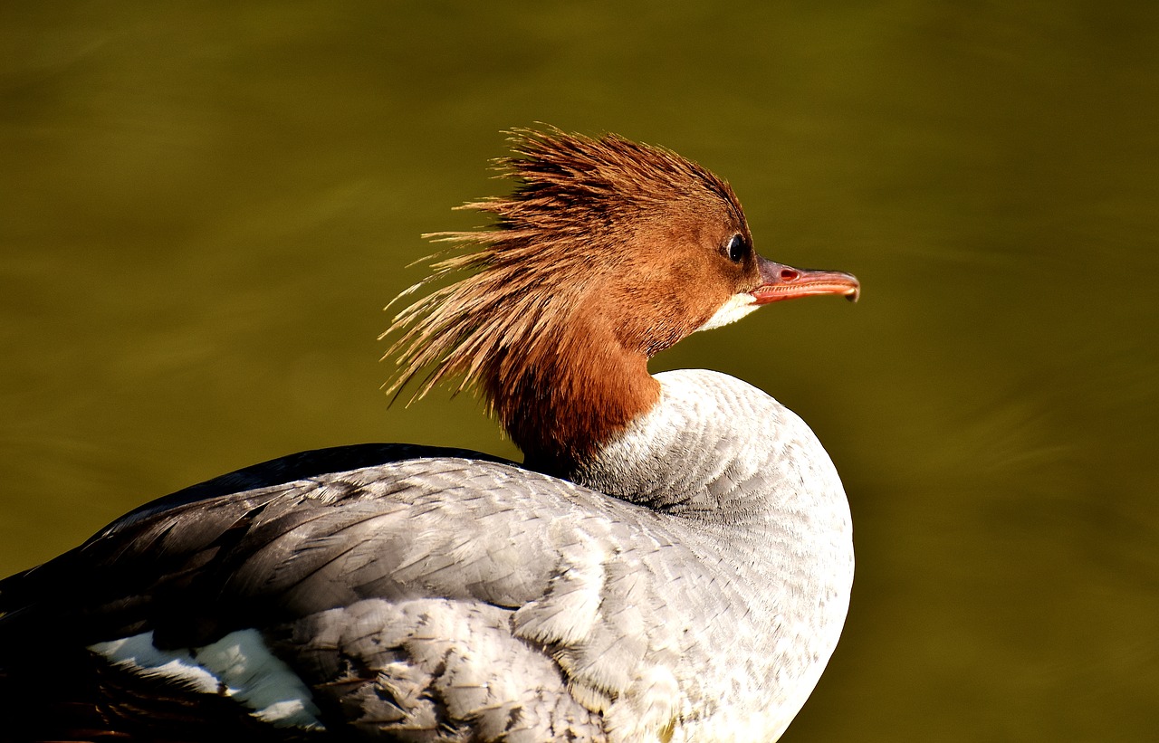 Image - merganser mergus merganser duck bird