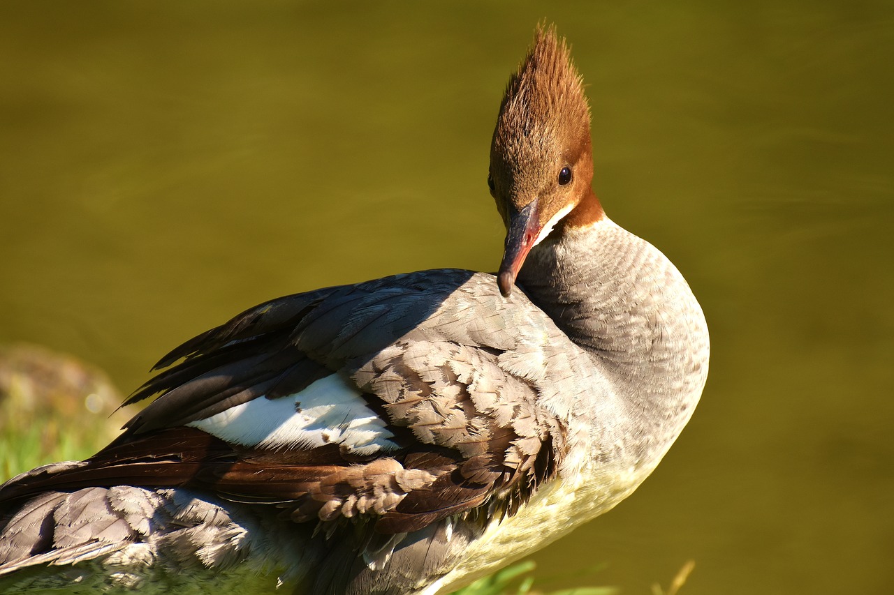 Image - merganser mergus merganser duck bird