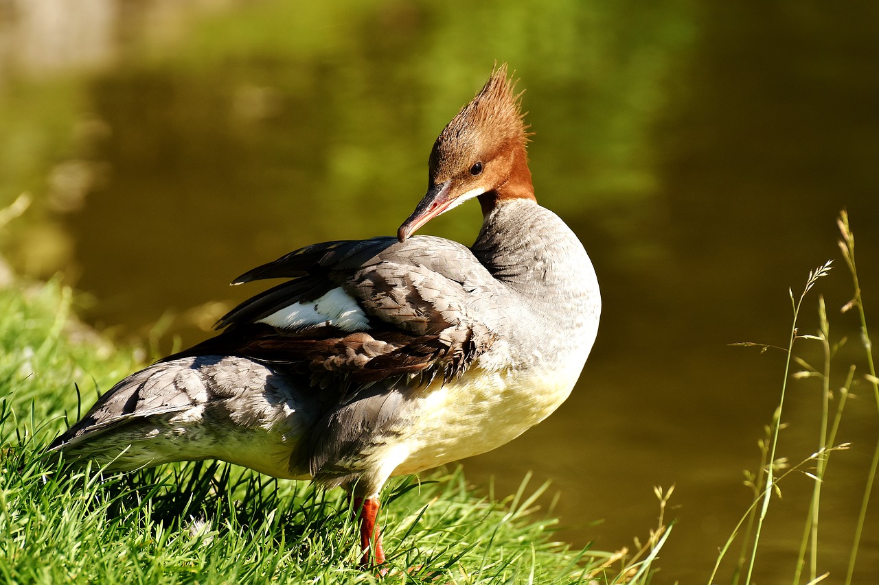 Image - merganser mergus merganser duck bird