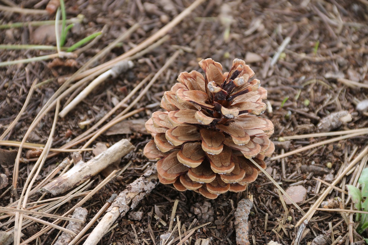 Image - cone garden plant macro nature