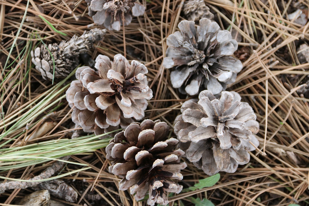 Image - cone garden plant macro nature