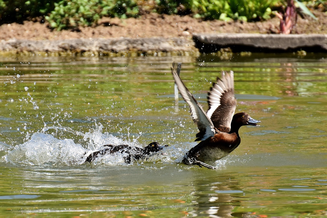 Image - tufted duck ducks play action cute