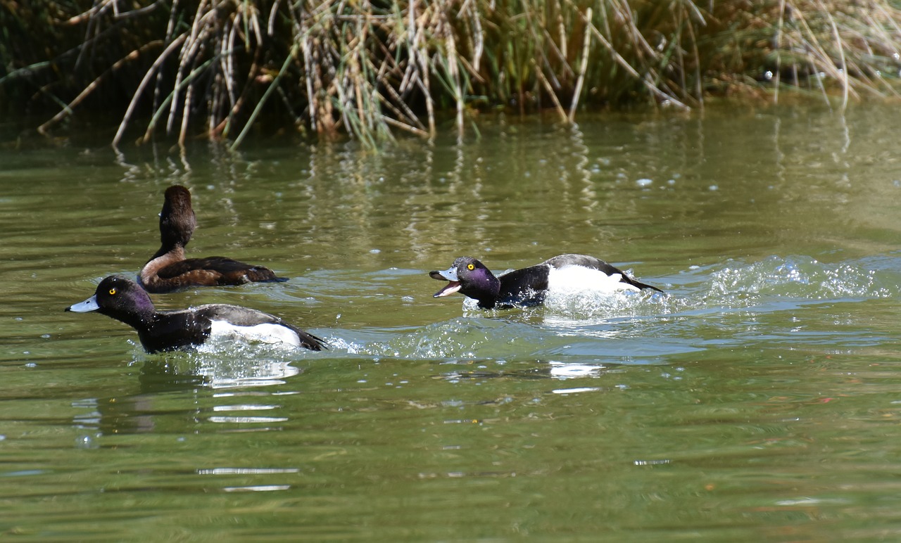 Image - tufted duck ducks play action cute