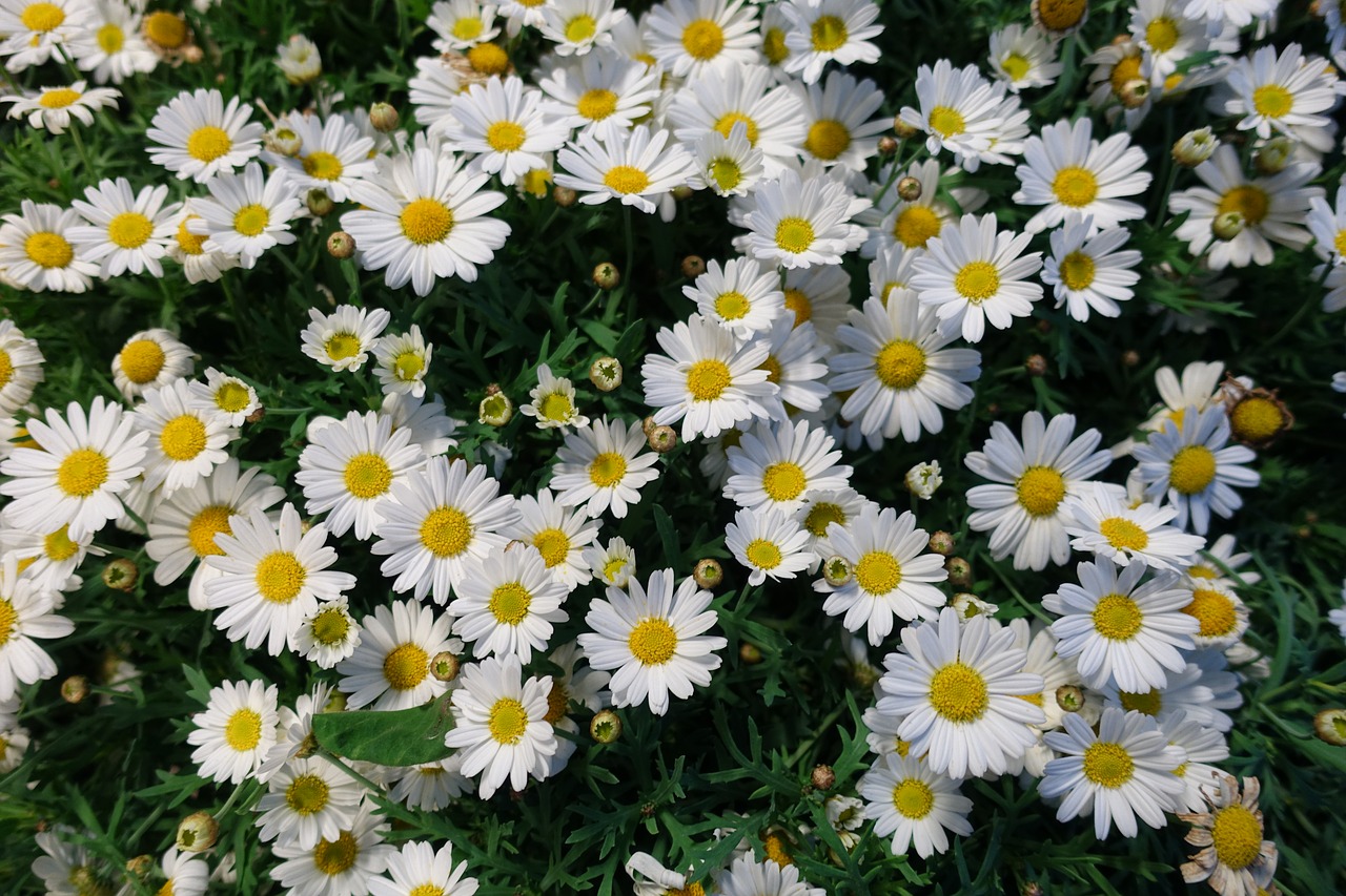 Image - flowers daisy flower daisy floral