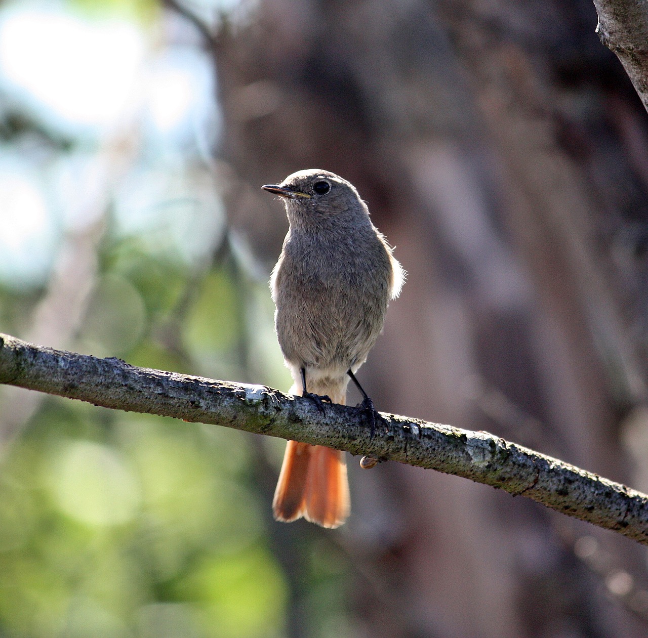 Image - bird the redstart nature sweden