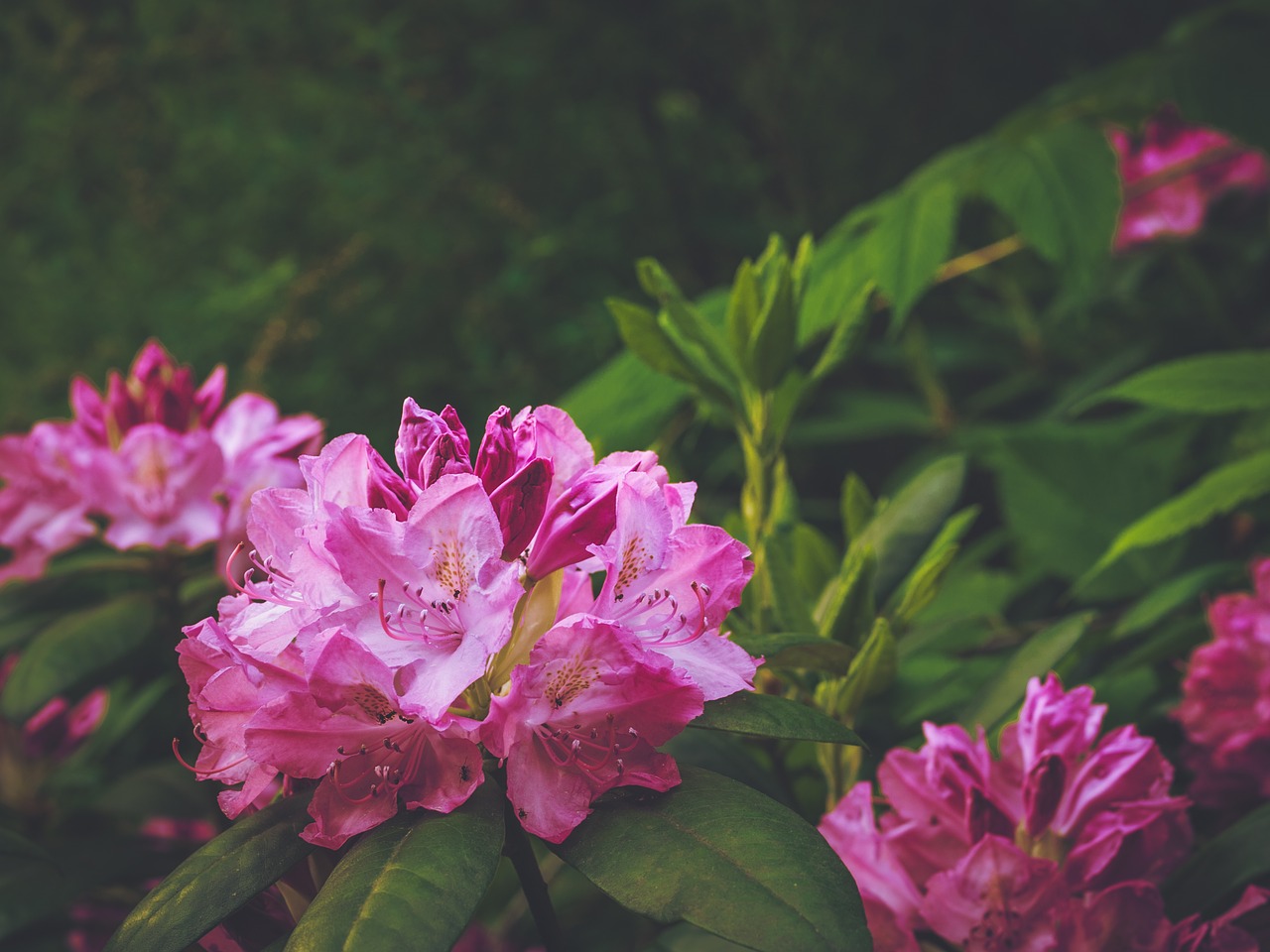 Image - rhododendron magenta bush flower