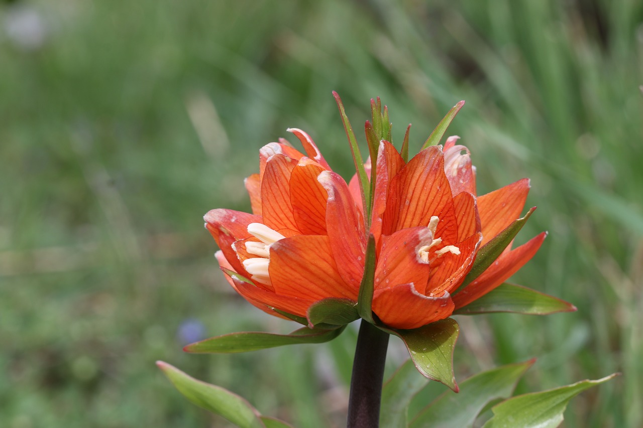 Image - tulips green red flower garden