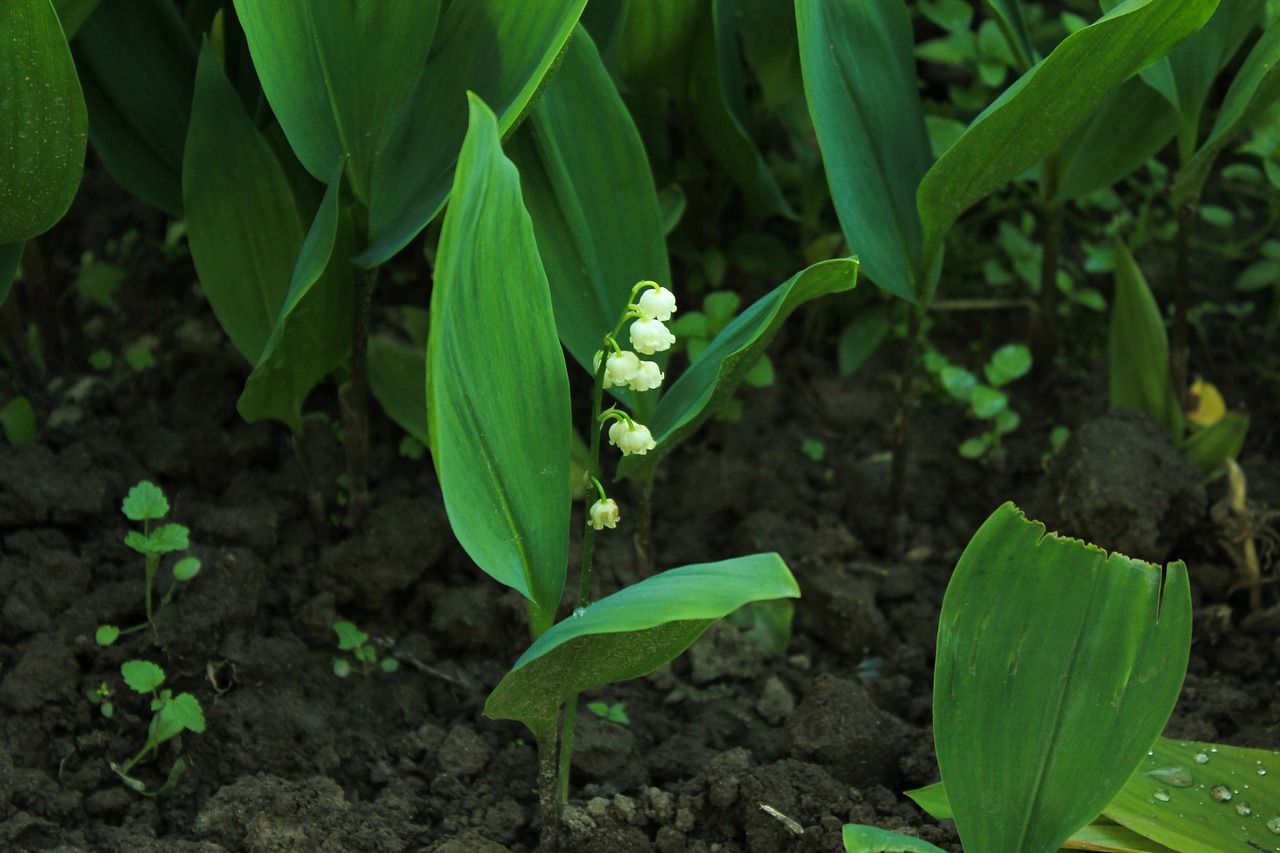 Image - lily of the valley russia tatarstan