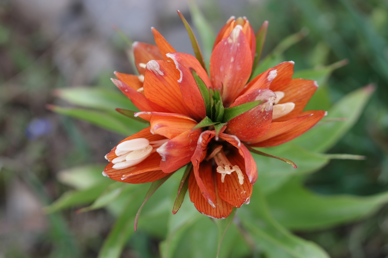 Image - tulips green red flower garden