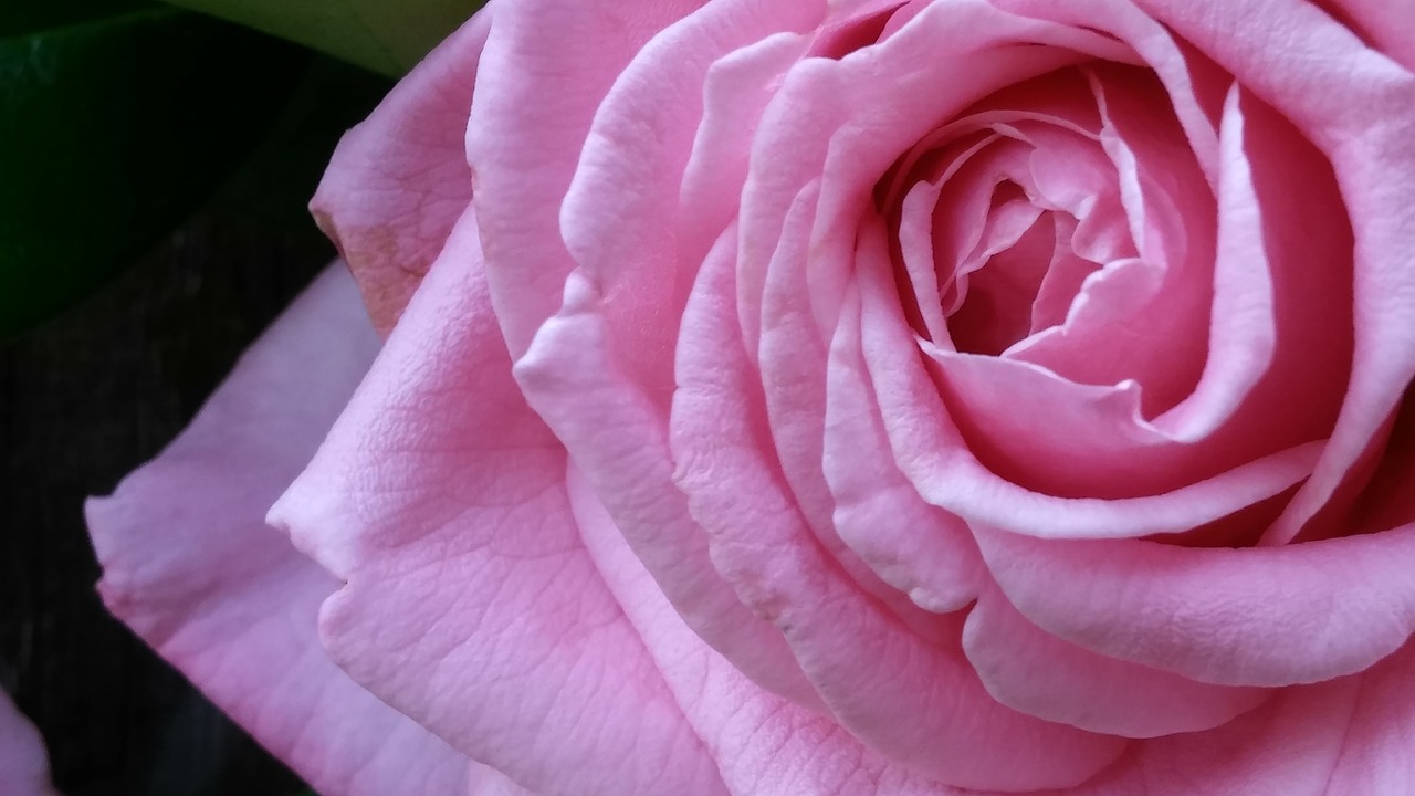 Image - pink pink rose blossom bloom