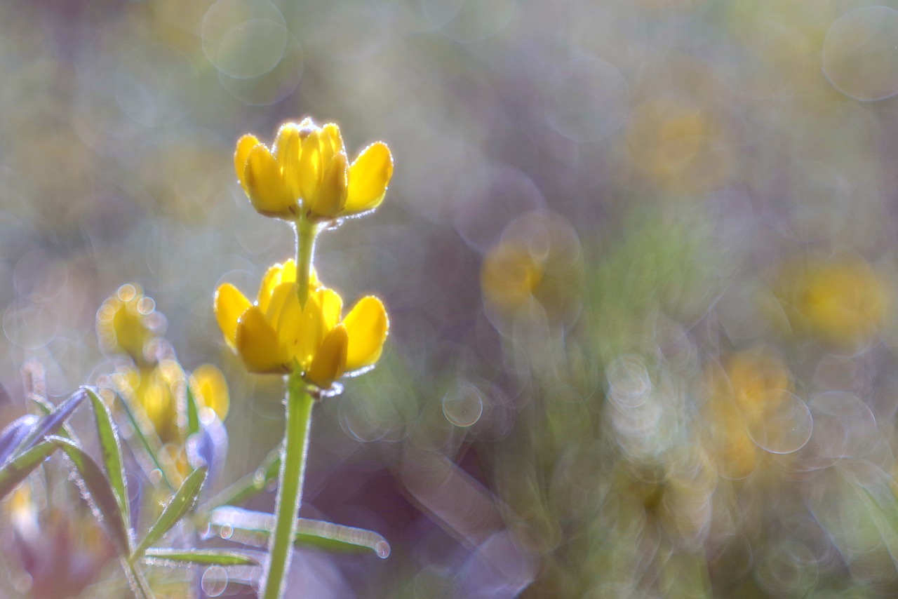 Image - flower yellow meadow colors rosa
