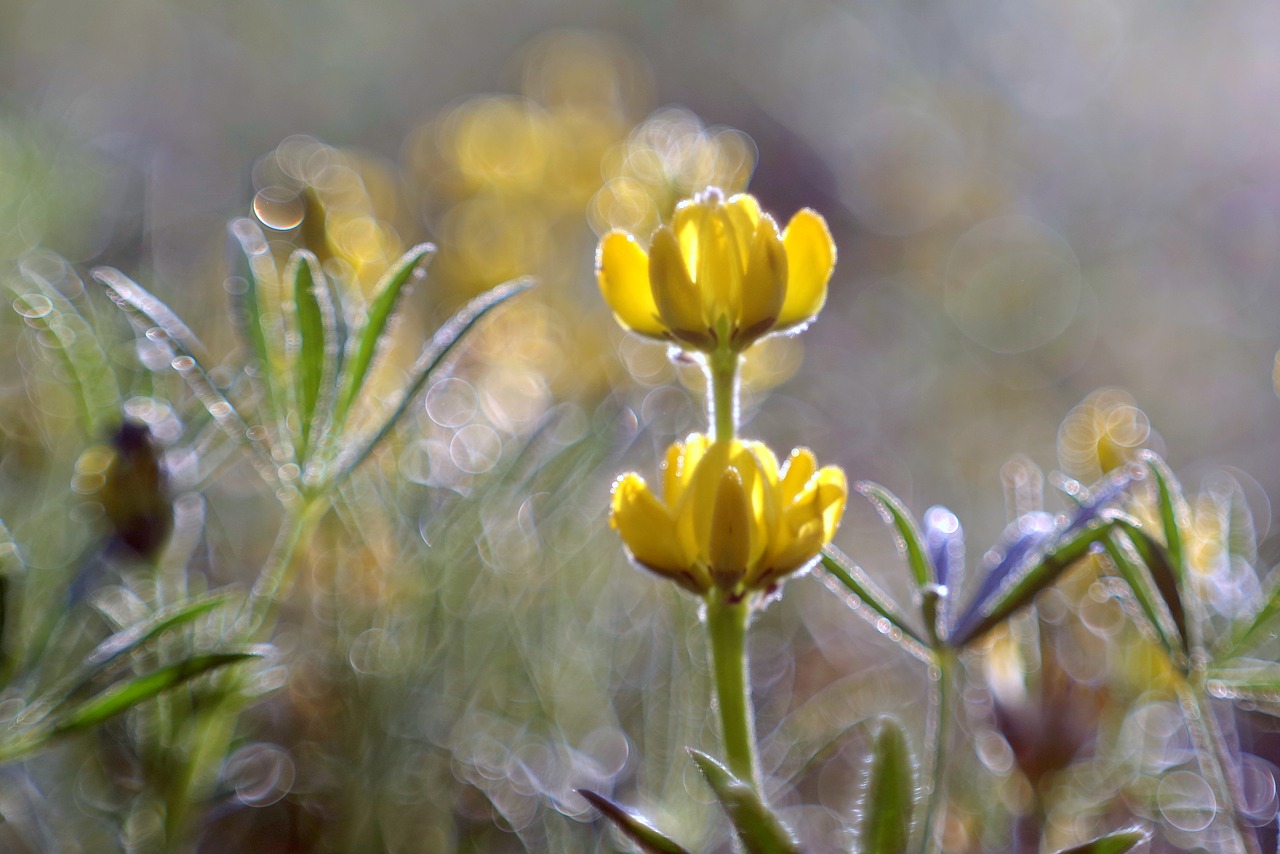 Image - flower yellow meadow colors rosa