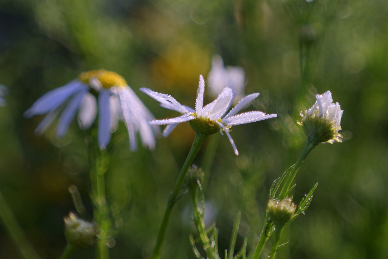 Image - chamomile herbs meadow color