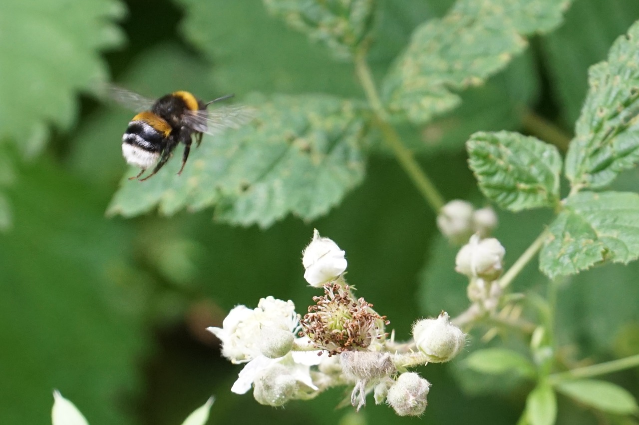 Image - bumble bee honey summer pollen bee