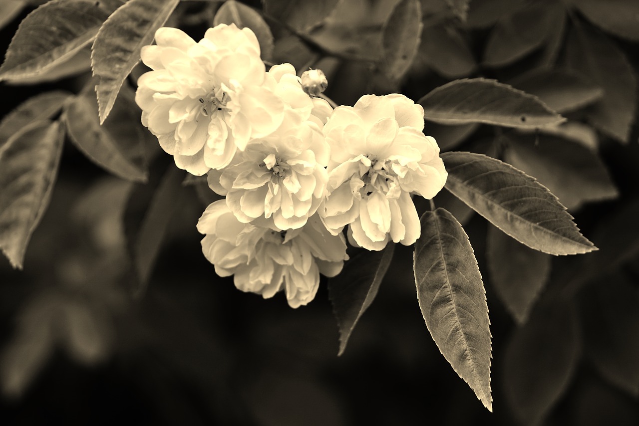 Image - wild roses flowers rose plant wild