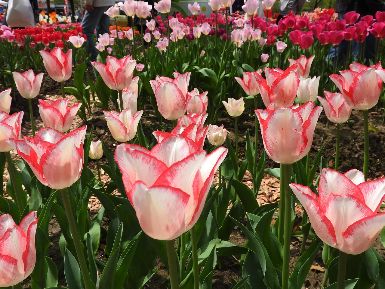 Image - tulips flowers paws plants garden