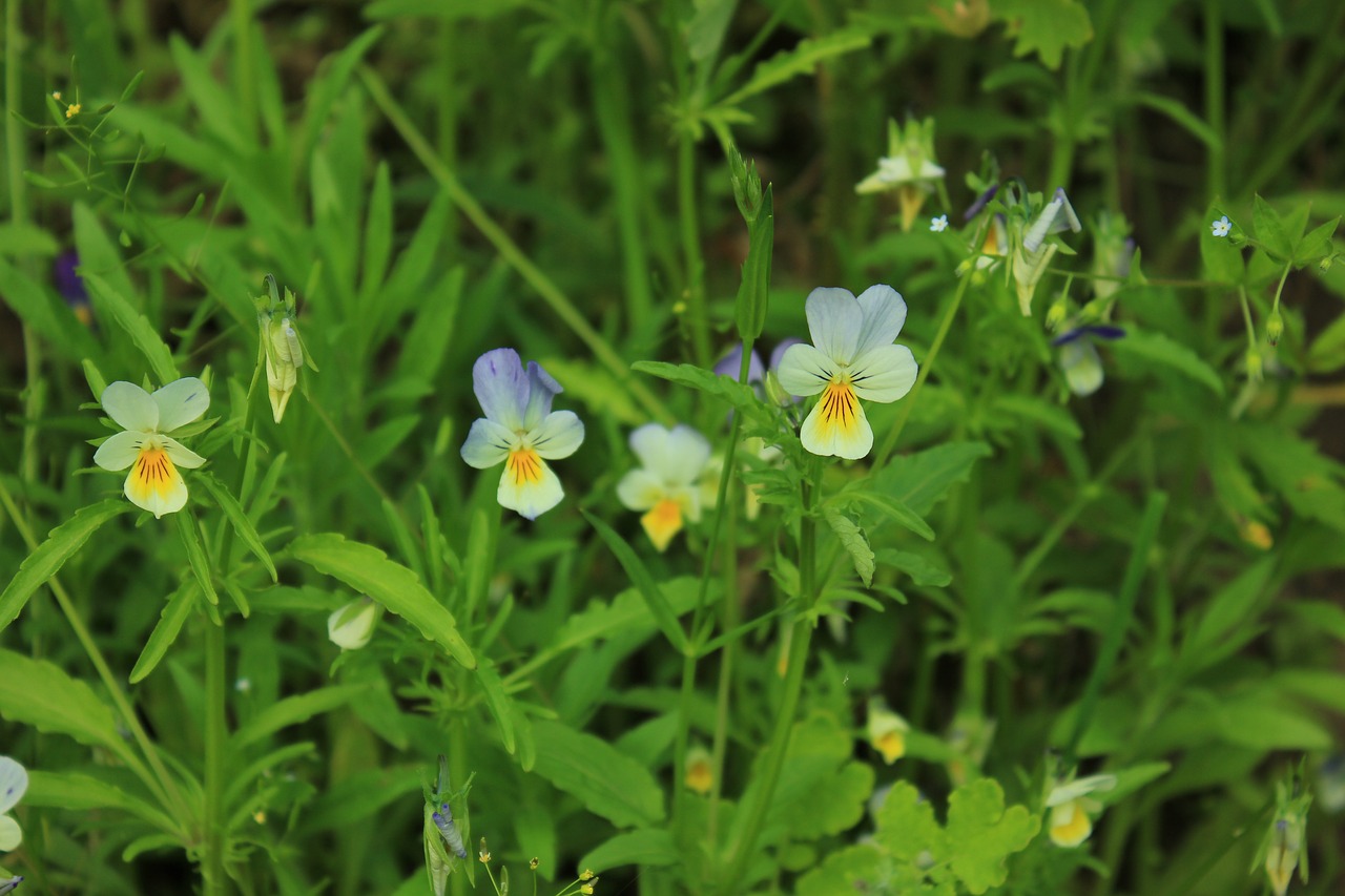 Image - flowers russia makrosemka tatarstan