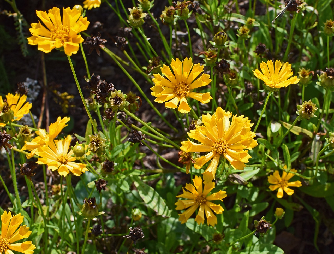 Image - coreopsis flower blossom bloom