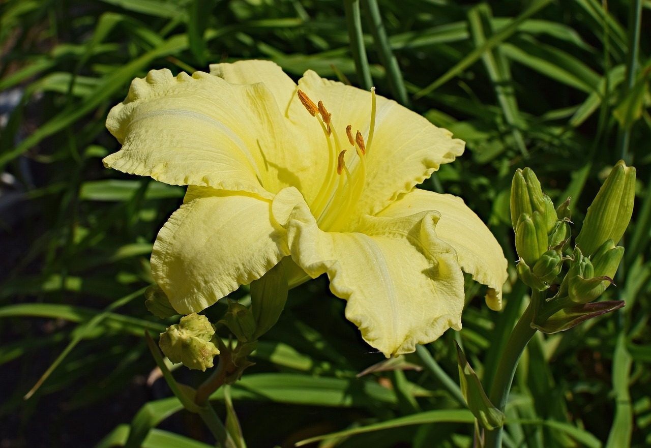 Image - light yellow daylily lily close up