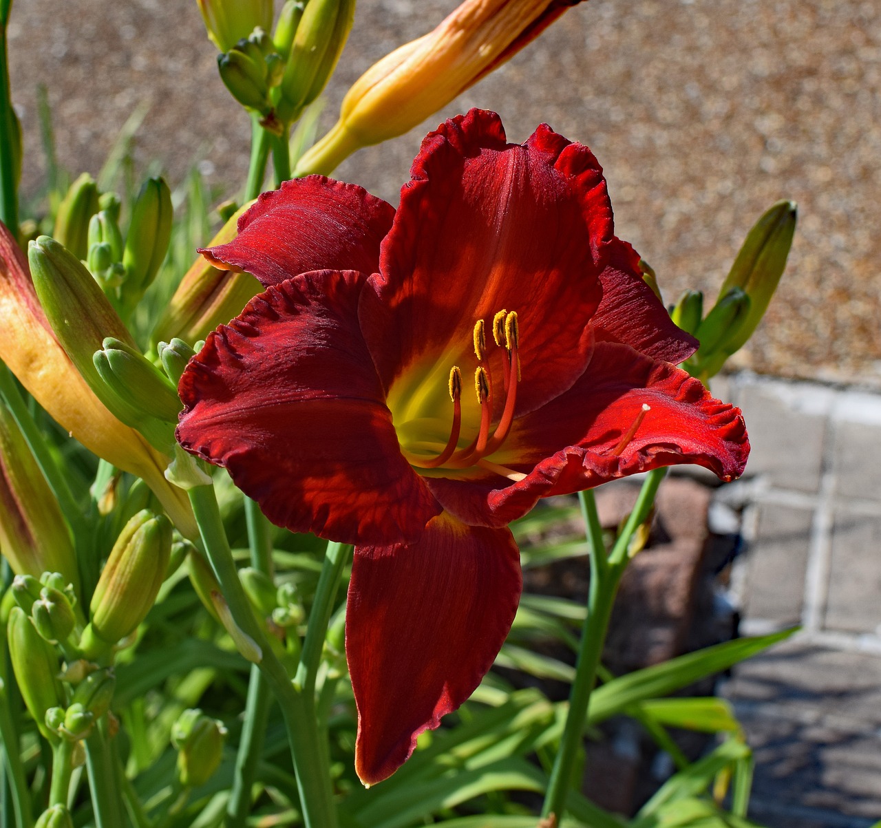 Image - red orange daylily lily close up