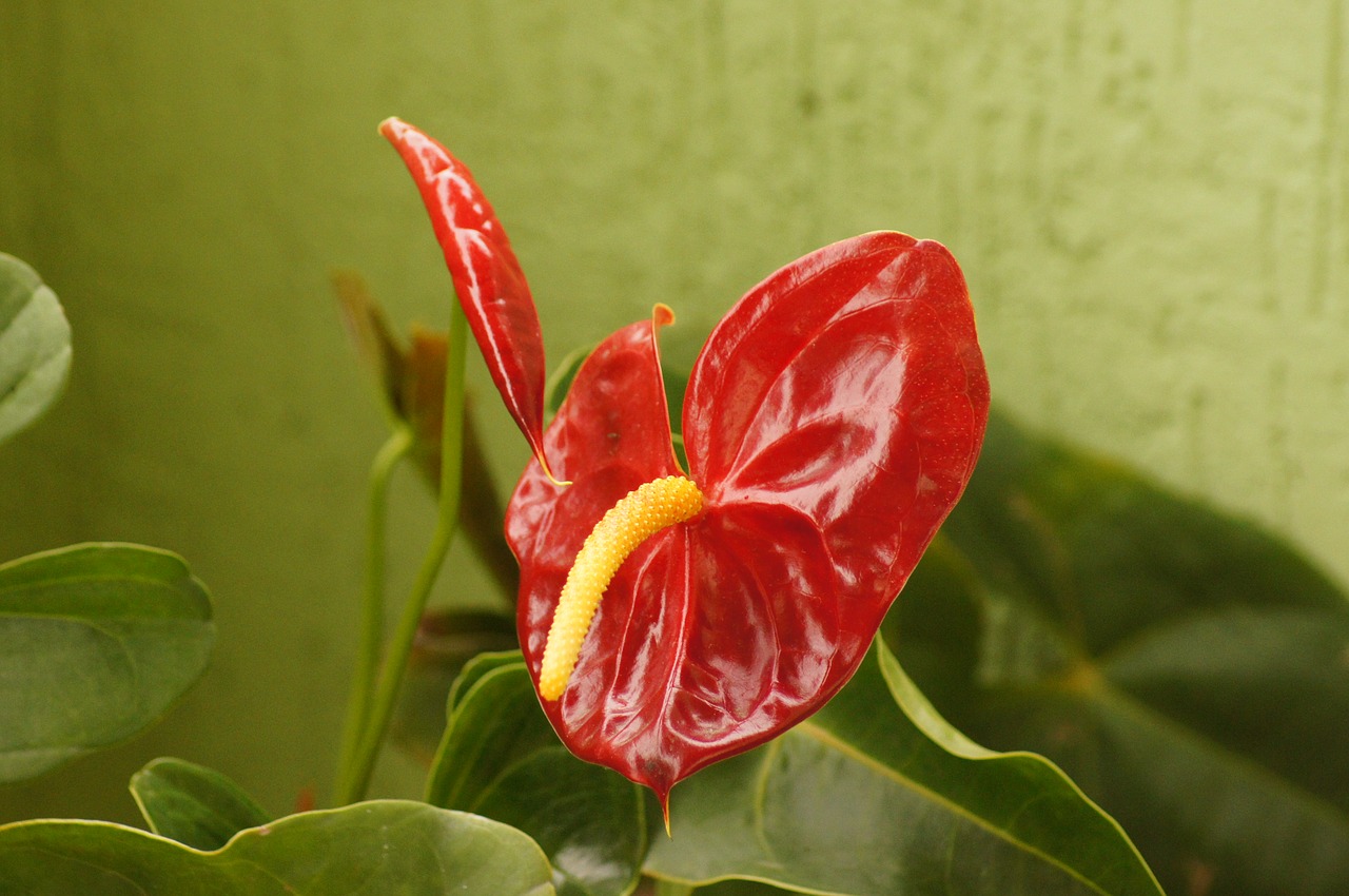 Image - flora florez nature armenia quindio