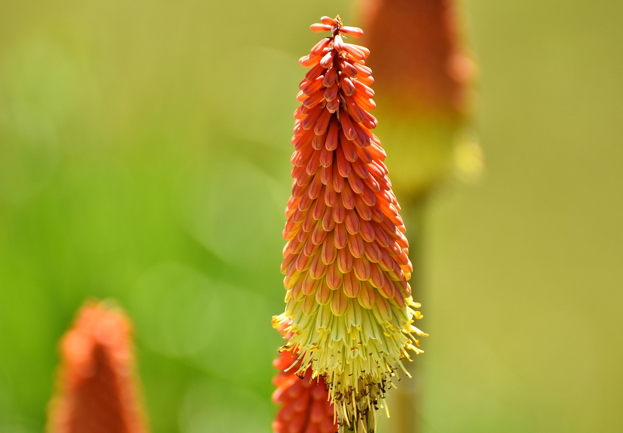 Image - panicles montbretie flower red