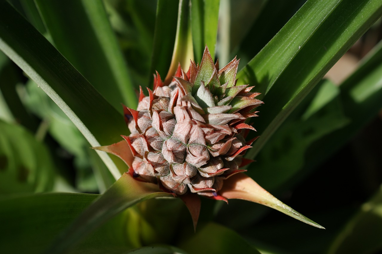 Image - flora florez nature armenia quindio