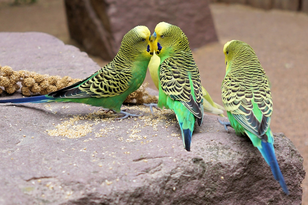 Image - budgie bird parakeet animals