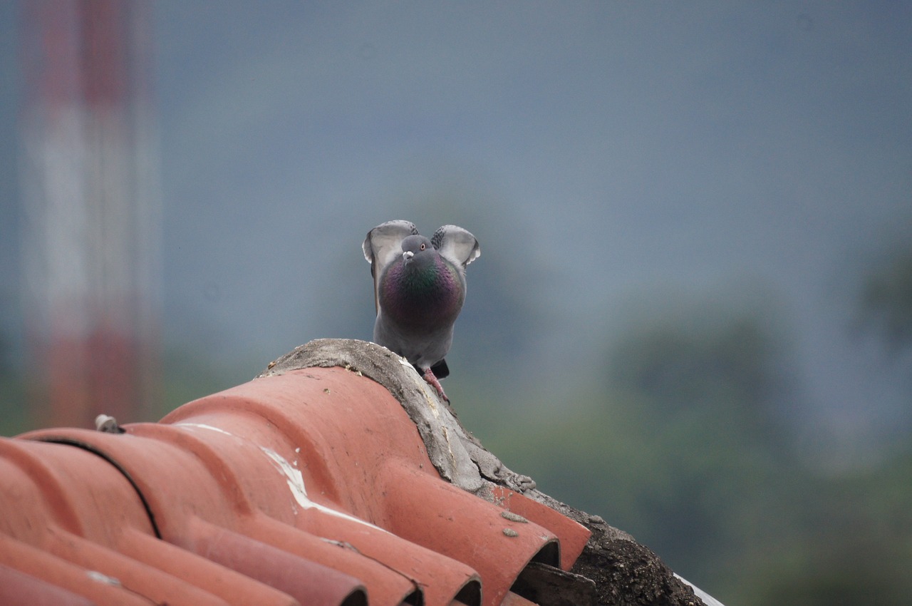 Image - birds fauna nature armenia quindio