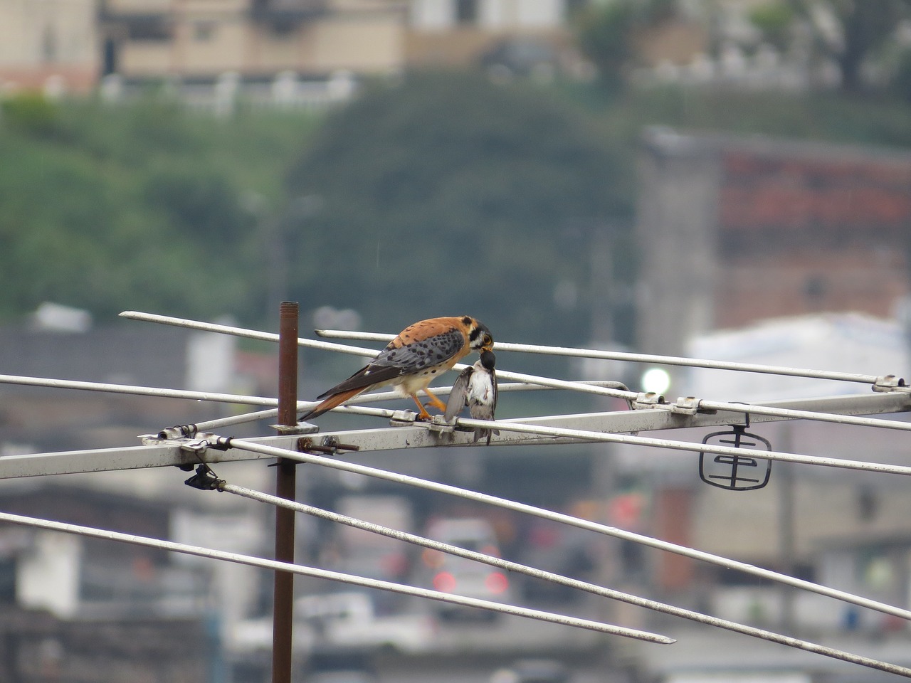 Image - birds fauna nature armenia quindio