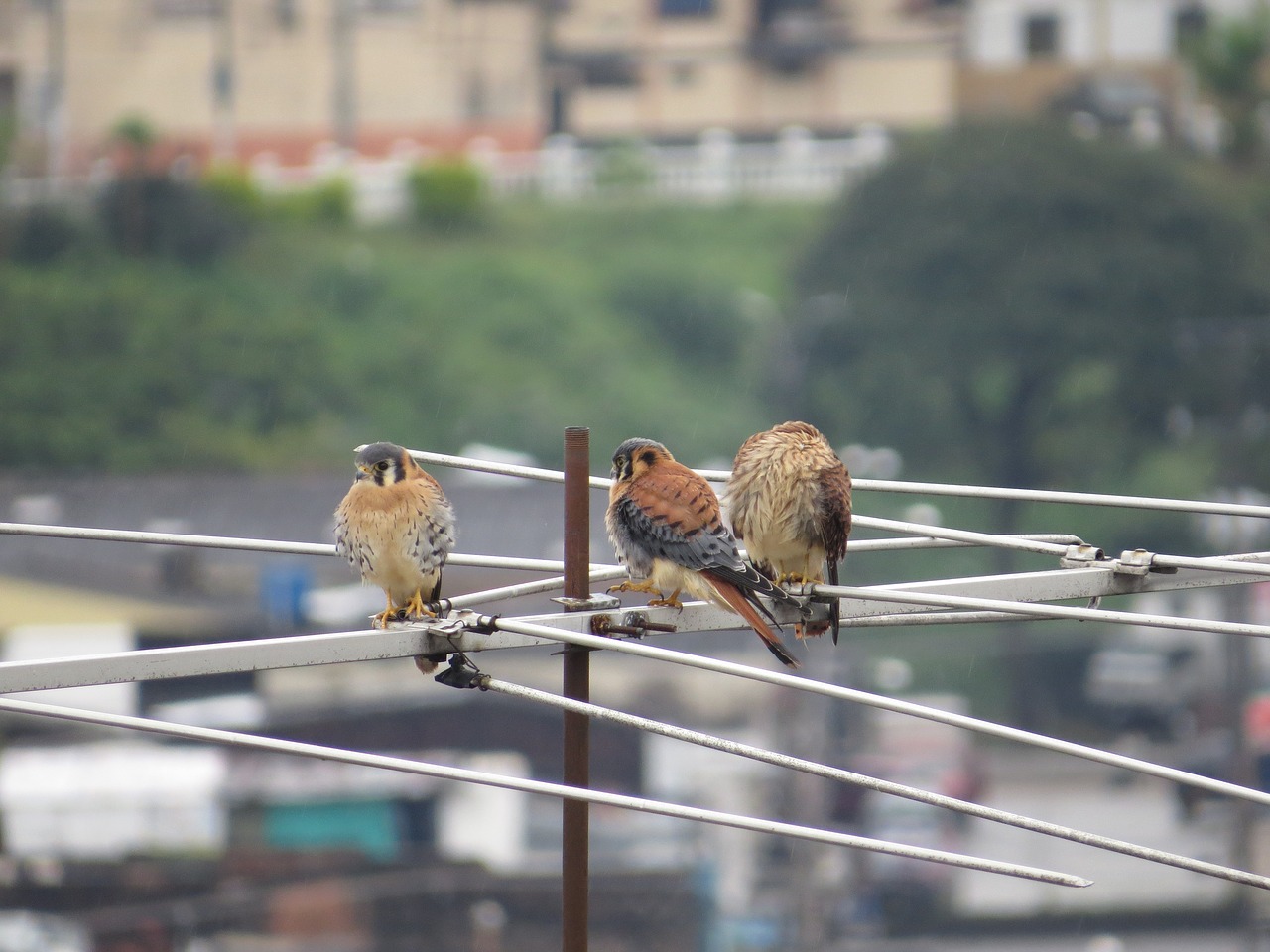 Image - birds fauna nature armenia quindio