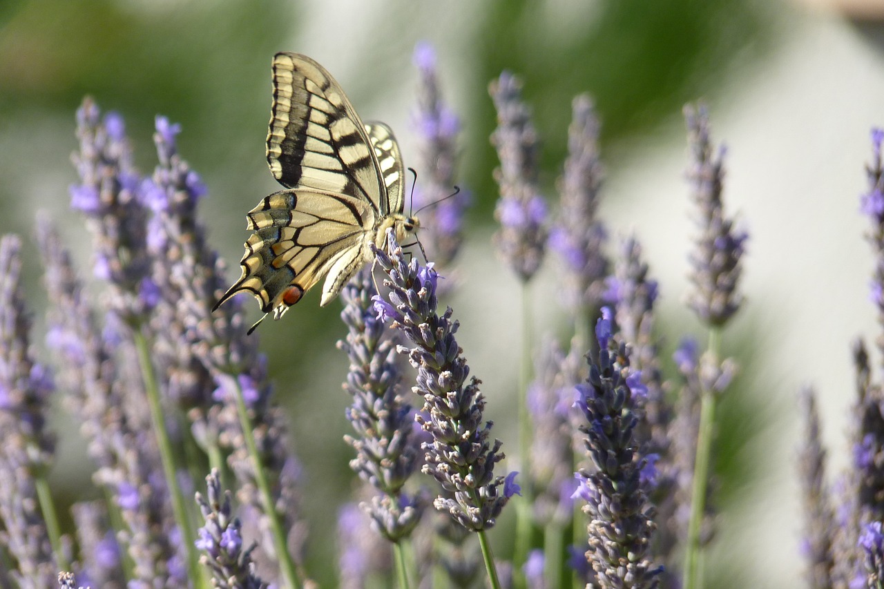 Image - butterfly lavender flowers nature