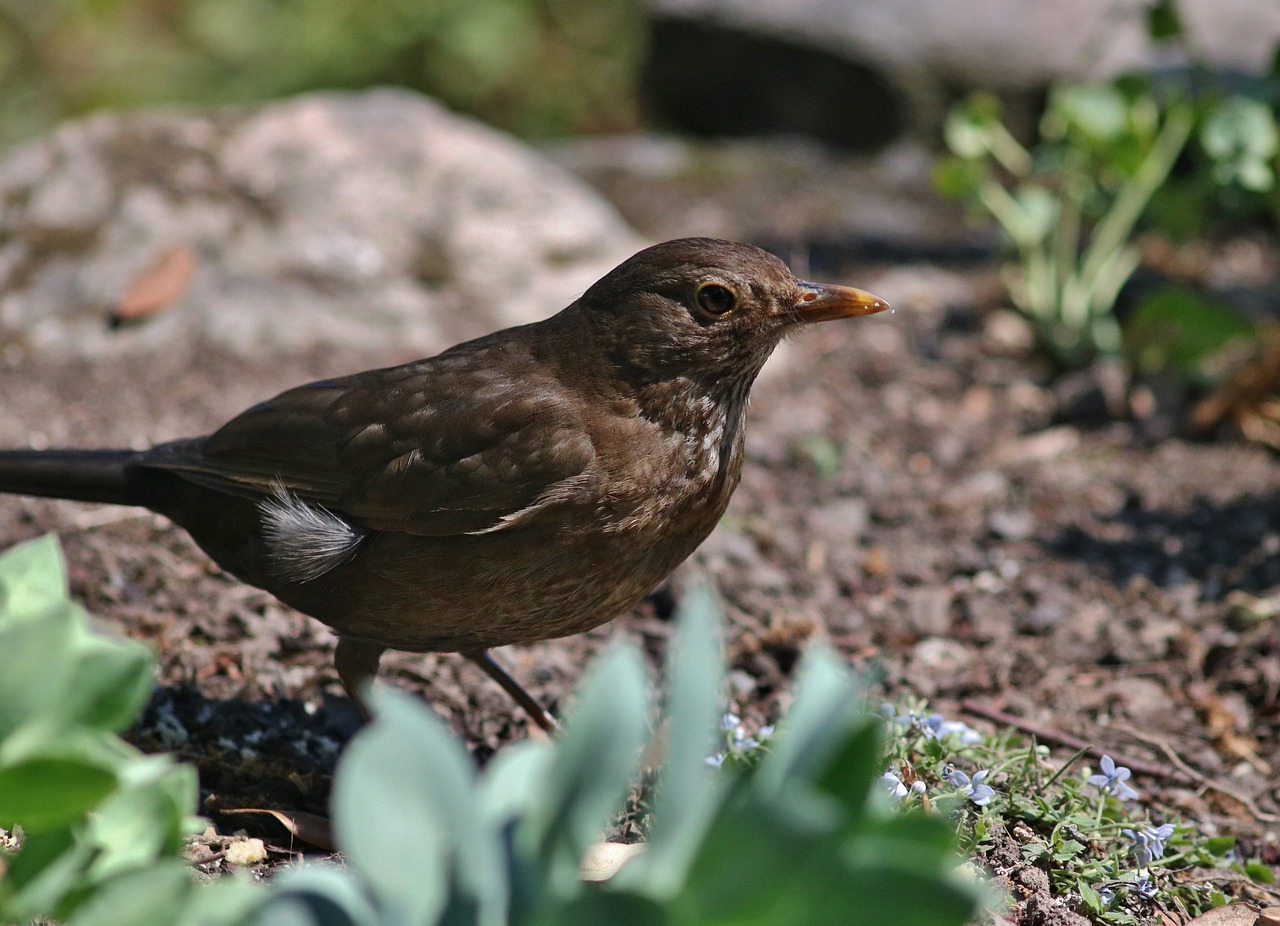 Image - female blackbird bird feathers