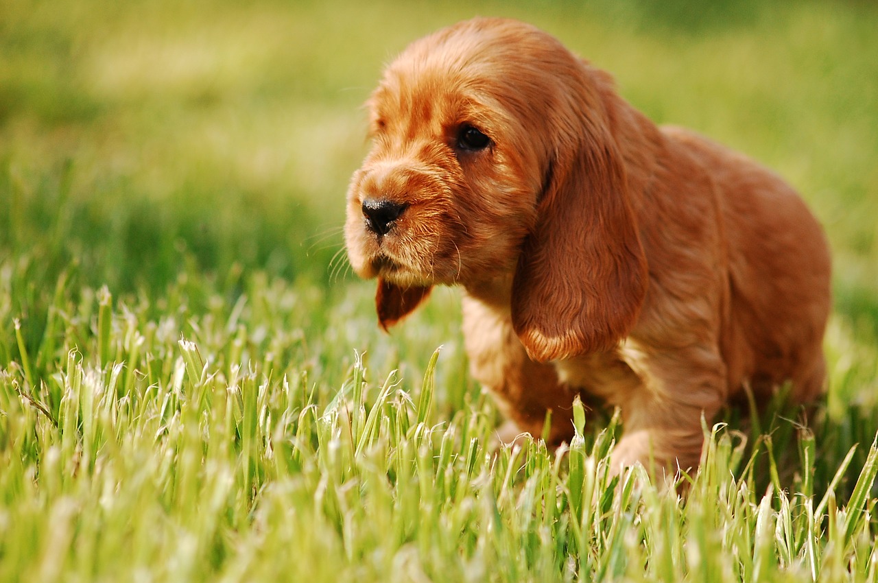 Image - puppy dog doggy gold