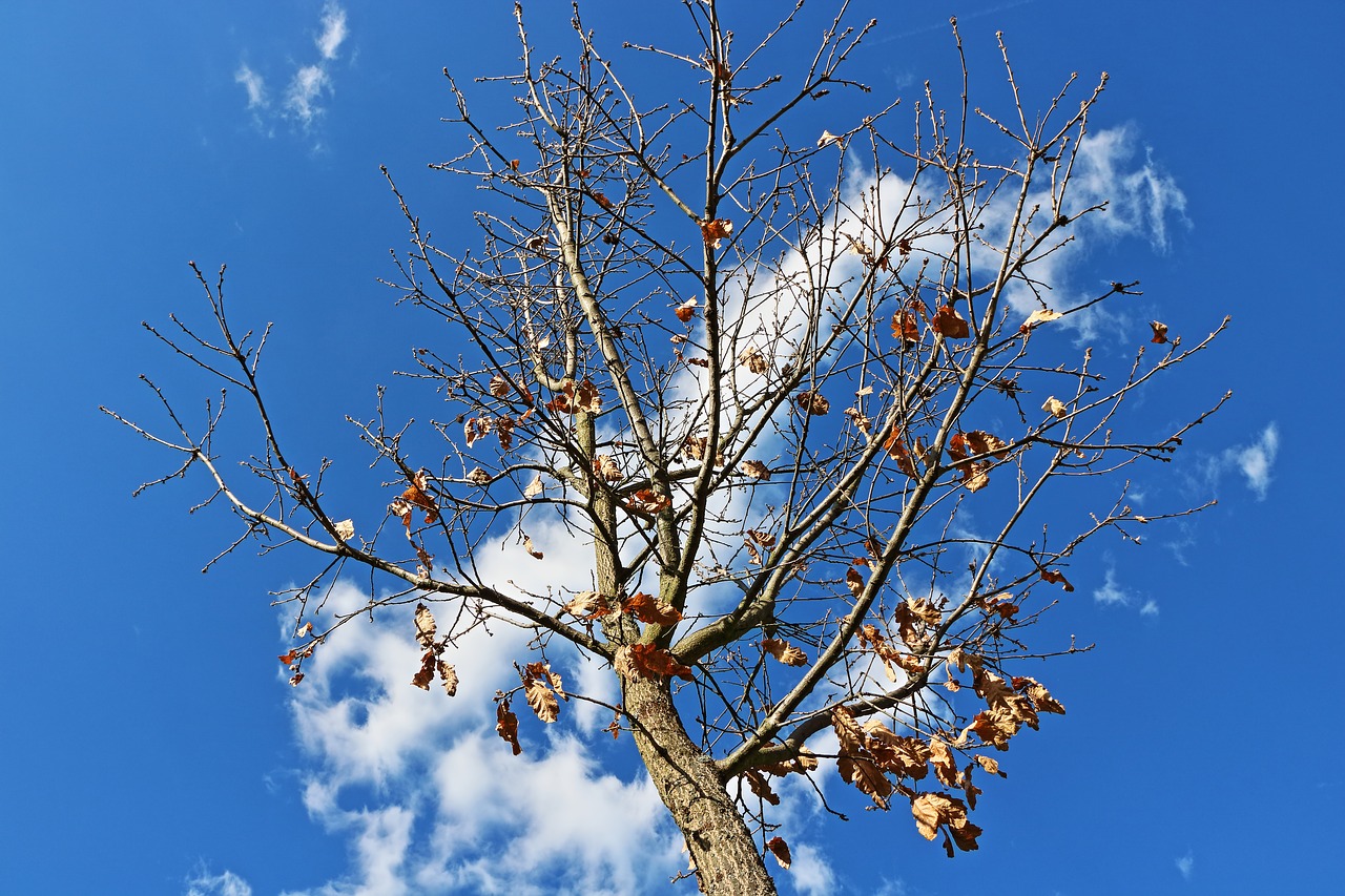 Image - cloud wood blue plant foliage