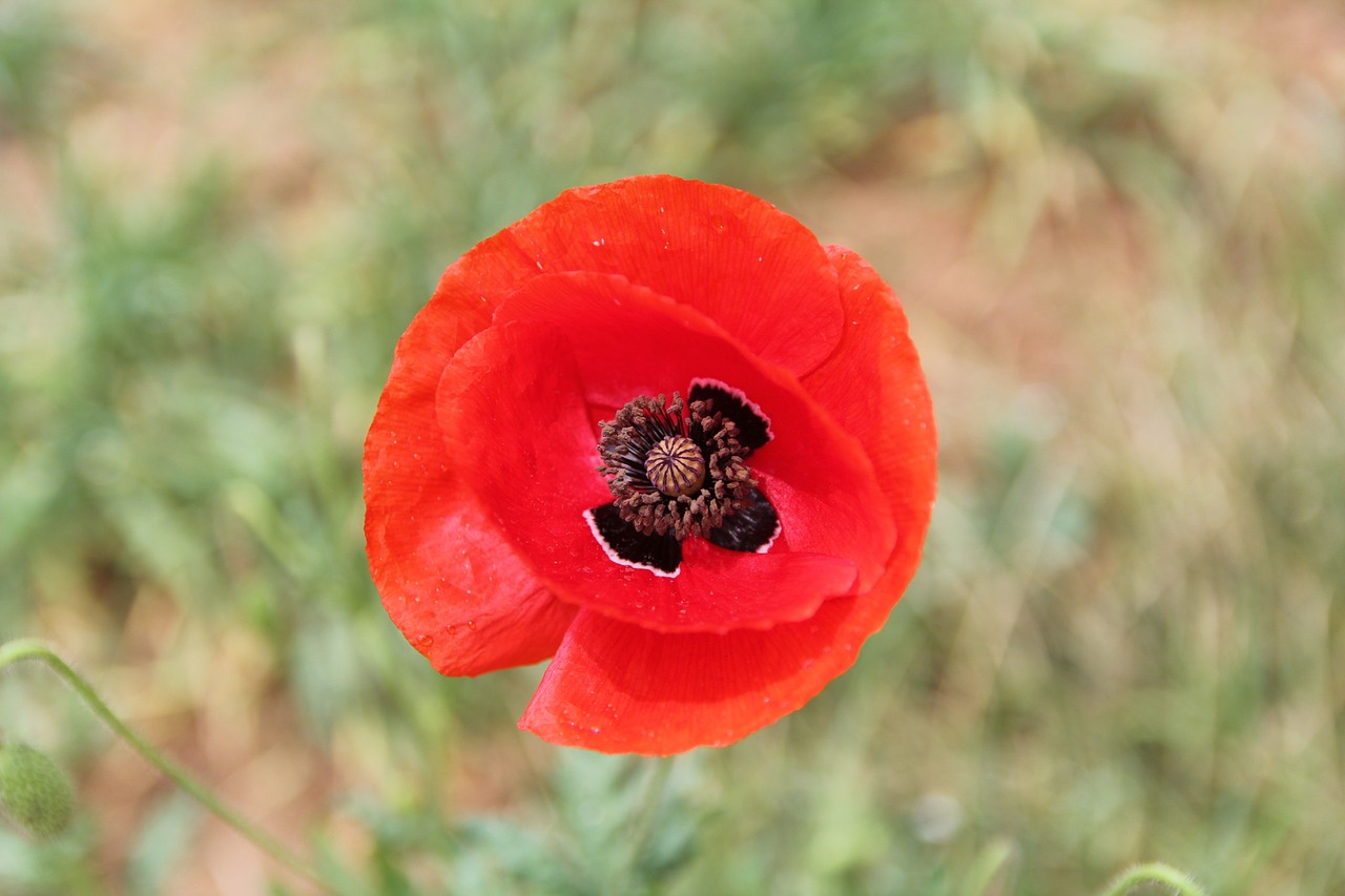 Image - flowers nature poppy rose garden