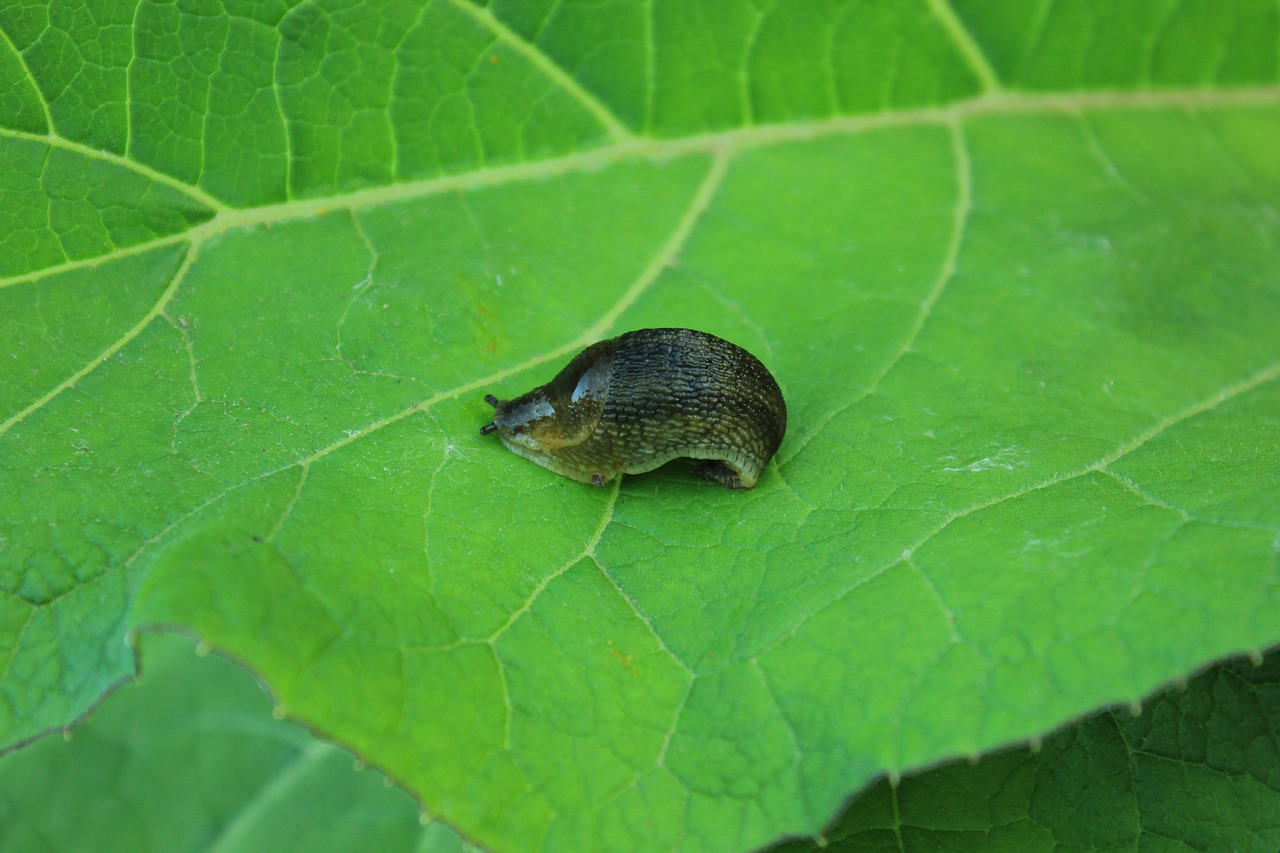 Image - slug macro photography greens