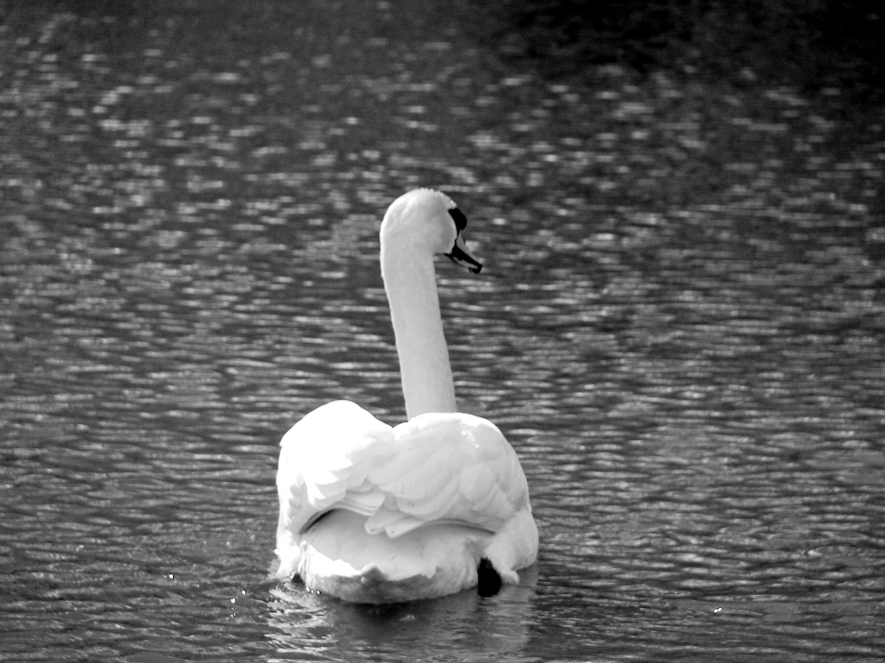 Image - animals birds swan four country