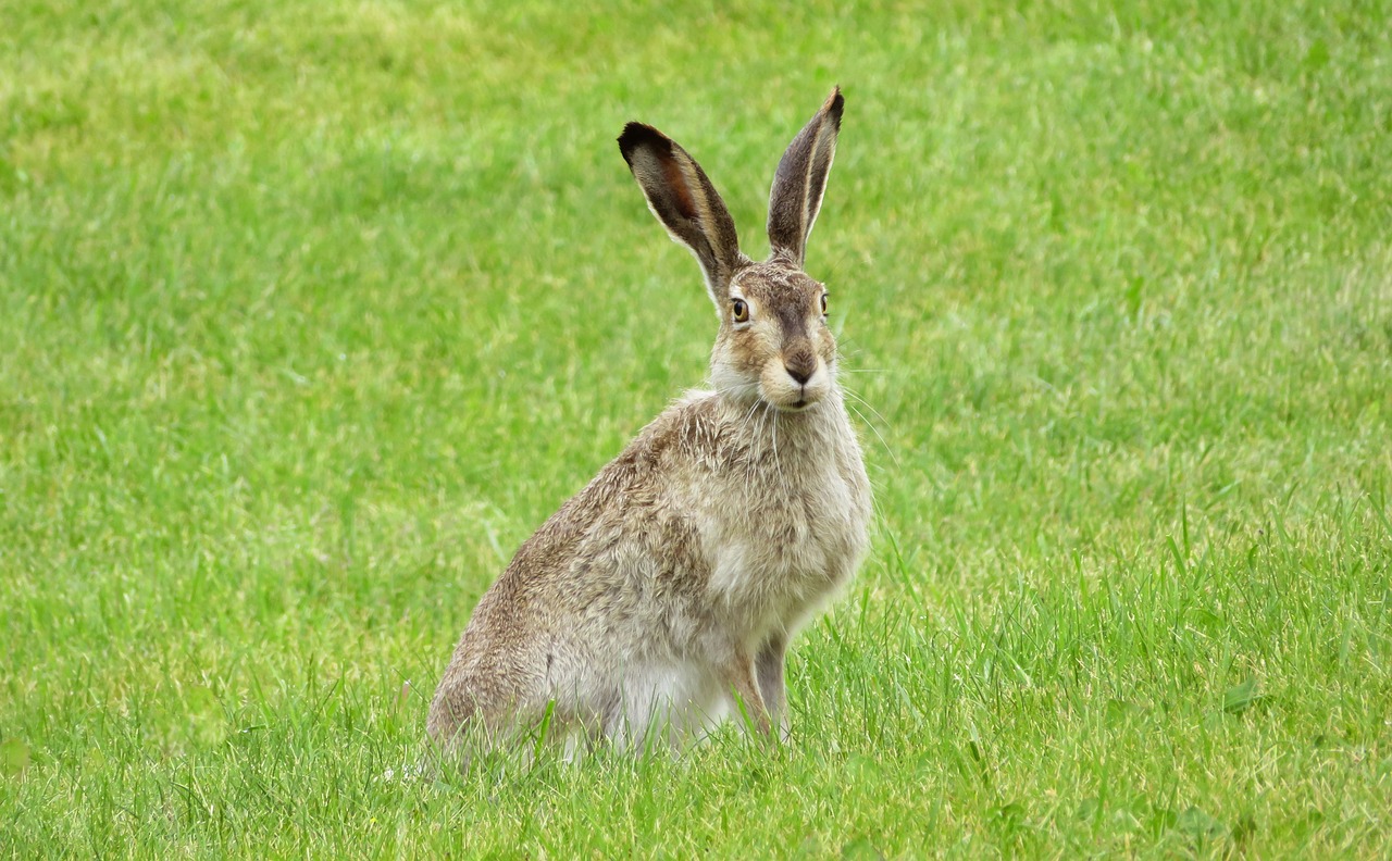 Image - rabbit bunny hare animal ears