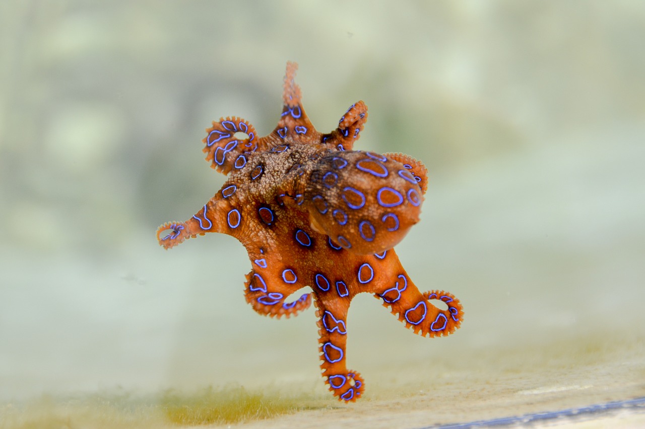 Image - blue ringed octopus octopus marine