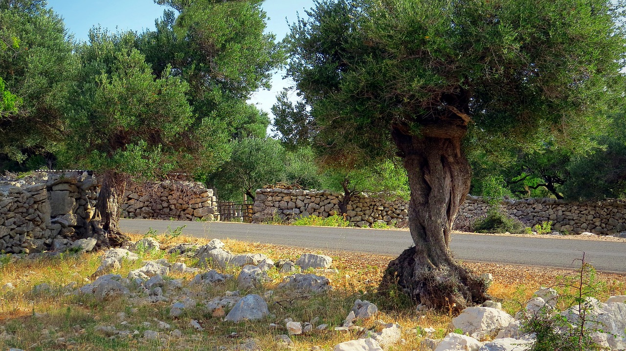 Image - the european olive tree