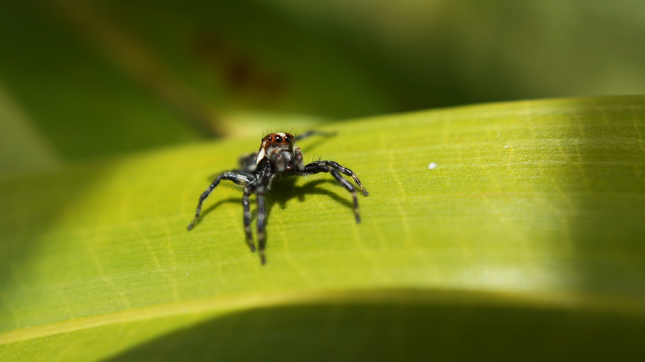 Image - insects nature armenia quindio