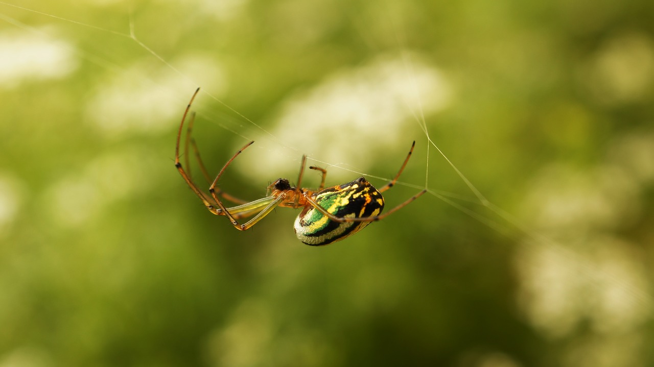 Image - insects nature armenia quindio