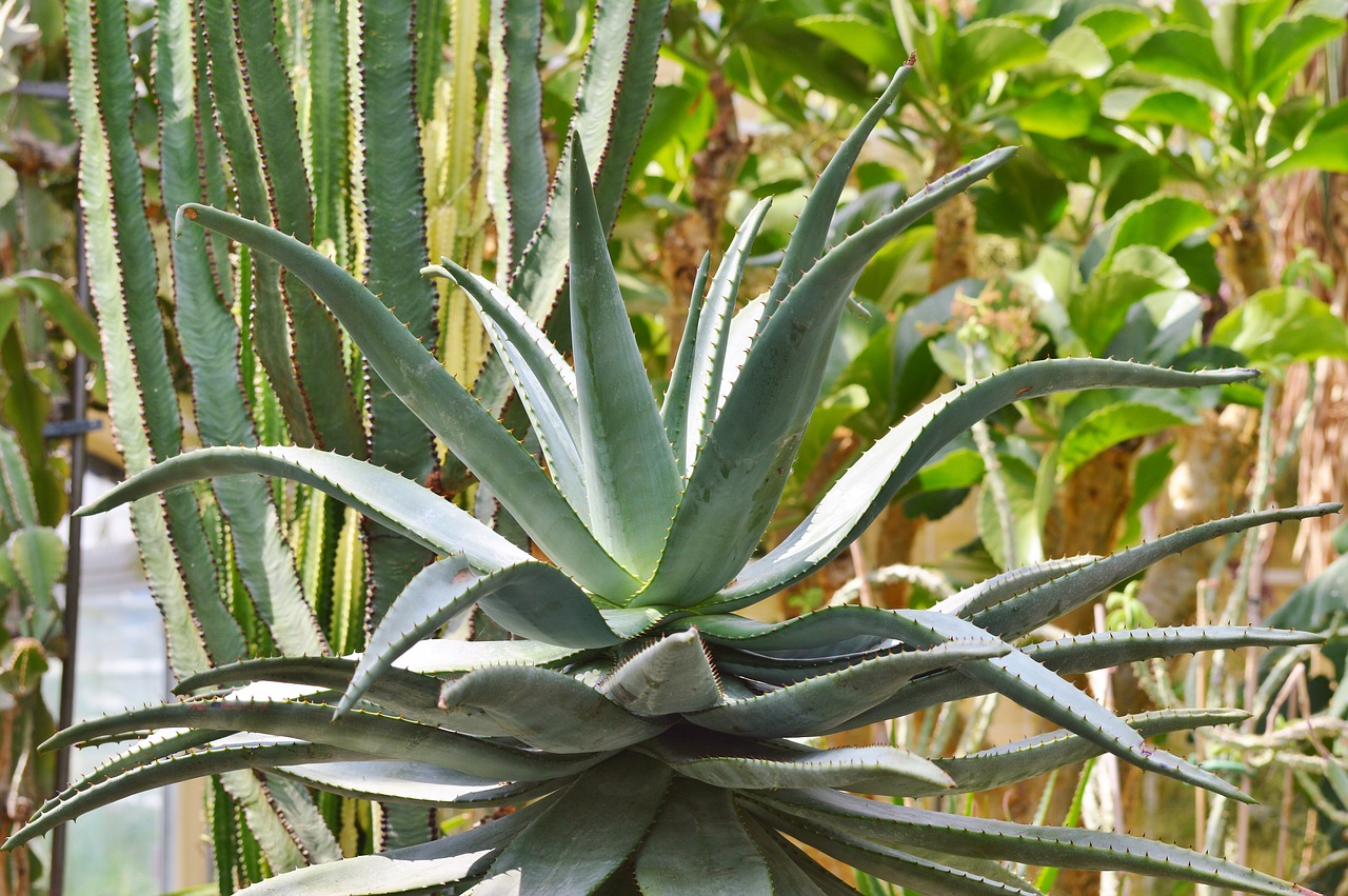 Image - agave cactus succulent spur