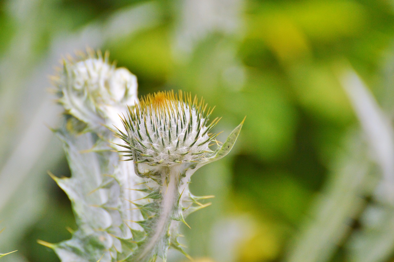 Image - thistle silver thistle