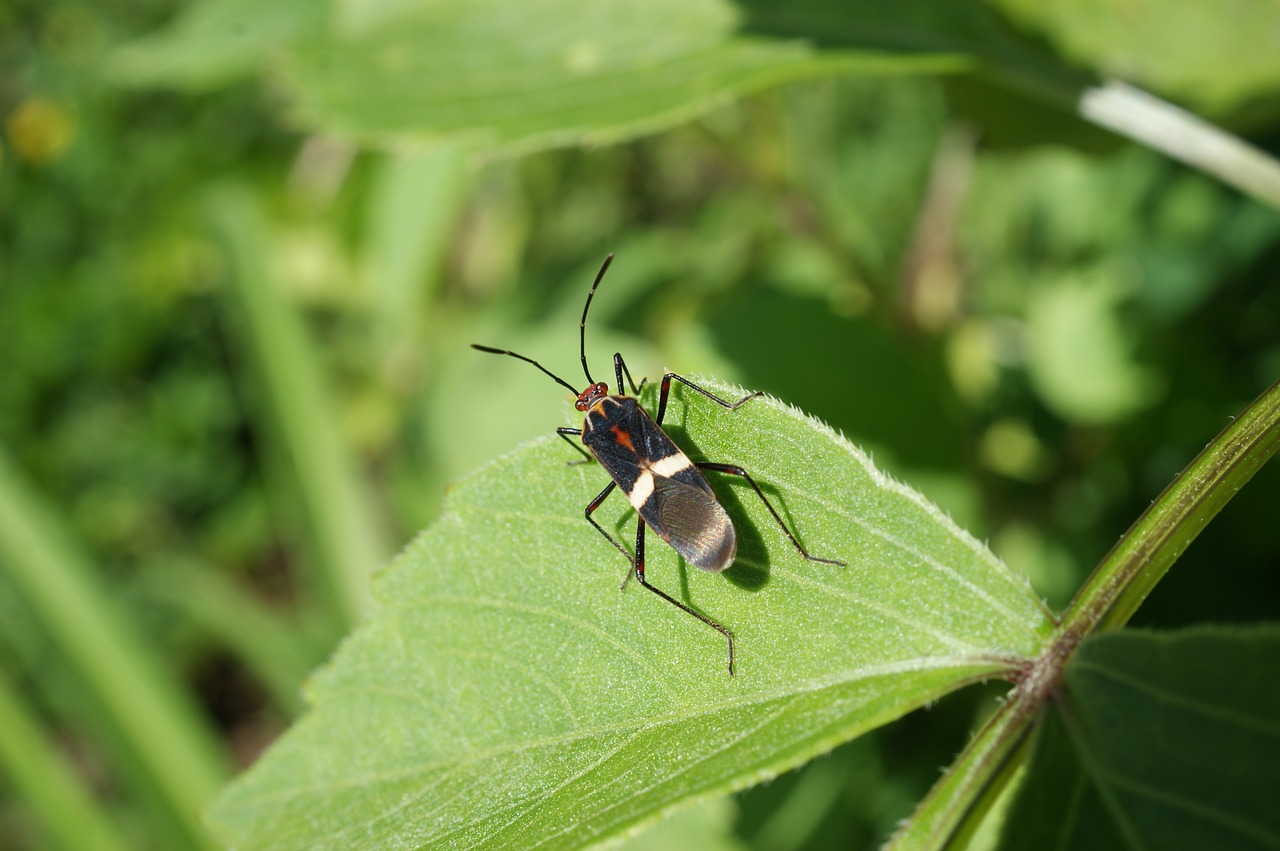 Image - insects nature finlandia quindio