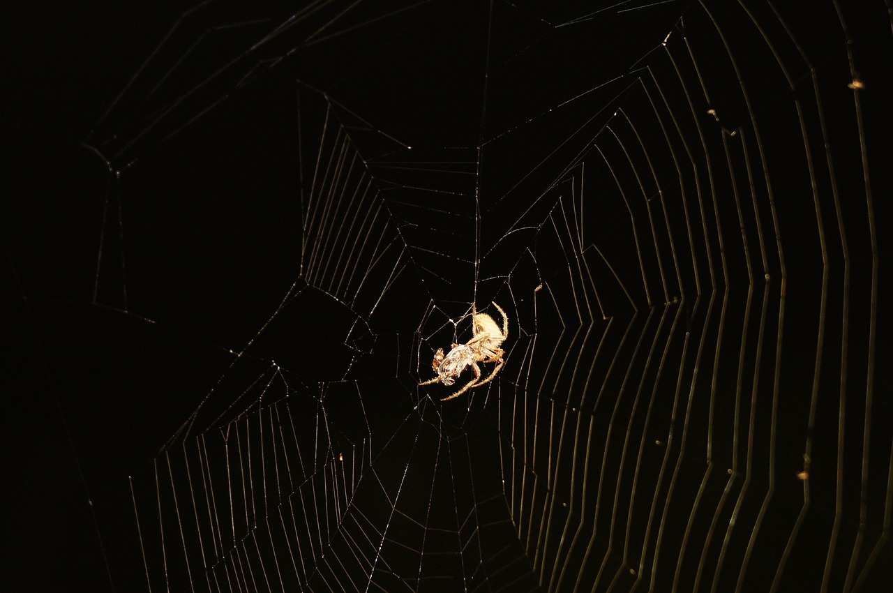 Image - insects nature finlandia quindio